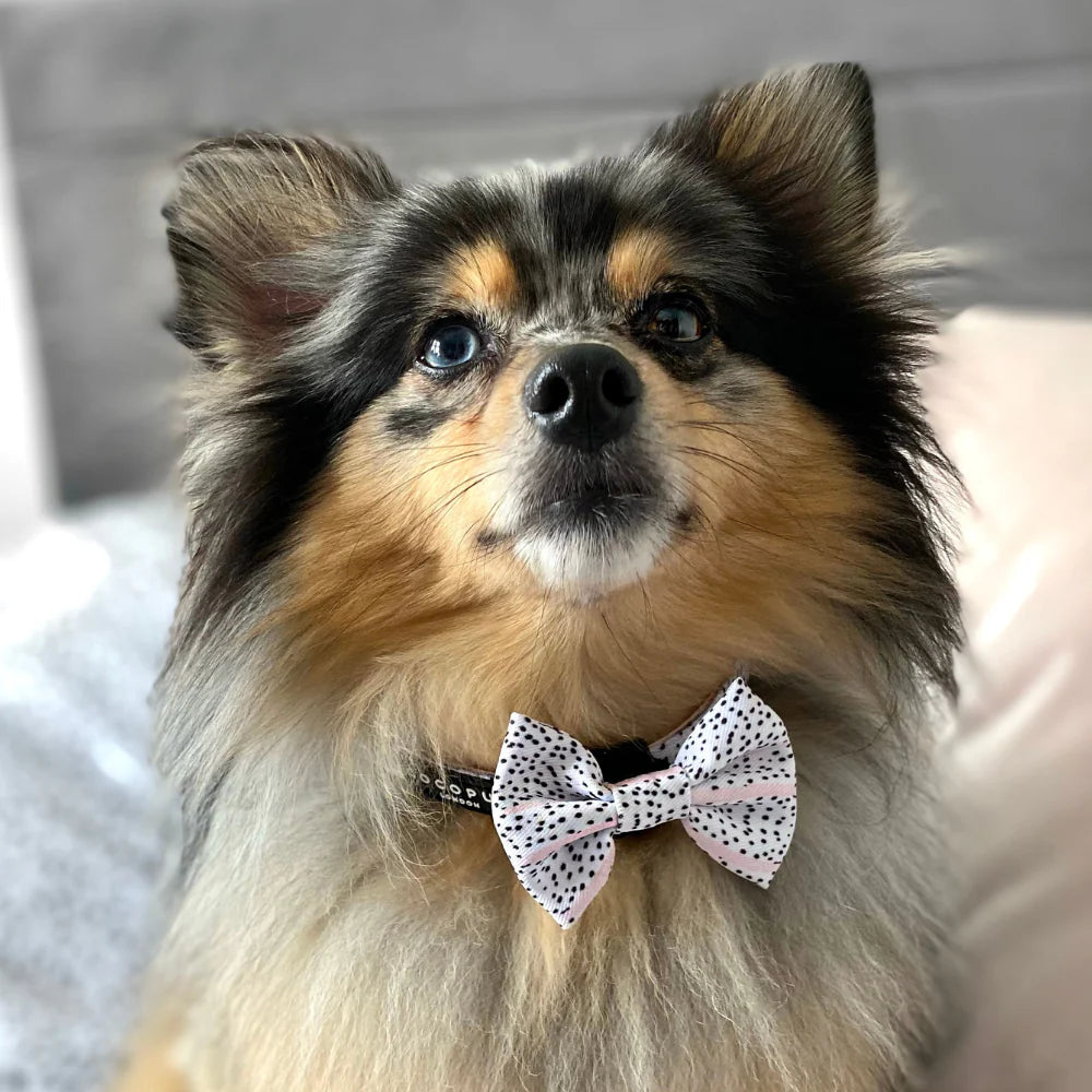 Dog Bowtie - Mint Dalmation