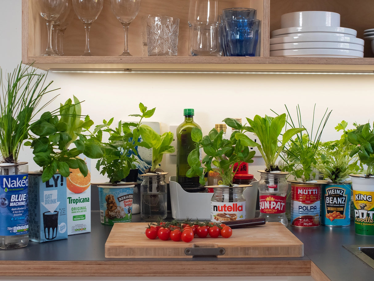 Bottle Garden - Indoor Growing Kit