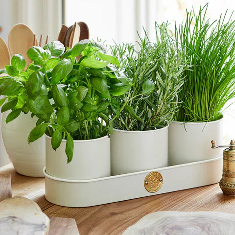 Best Gifts for a Herb Garden