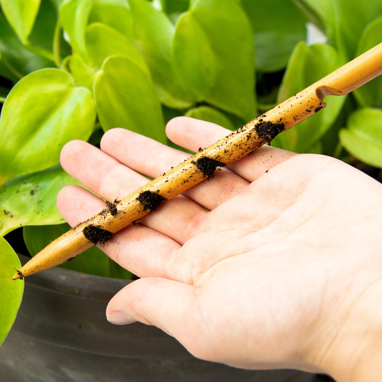 Houseplant Care Kit Hamper