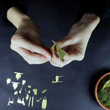 Tiny Camping for Plants