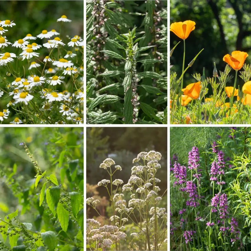 Sweet Dreams -Organic Herb Seed Garden