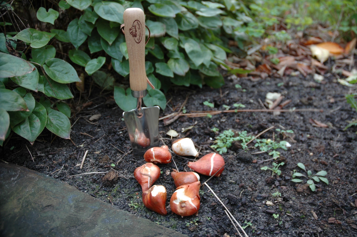 Transplanter