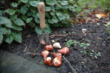 Transplanter