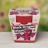 Grow Your Own Black Dragon Indoor Plant