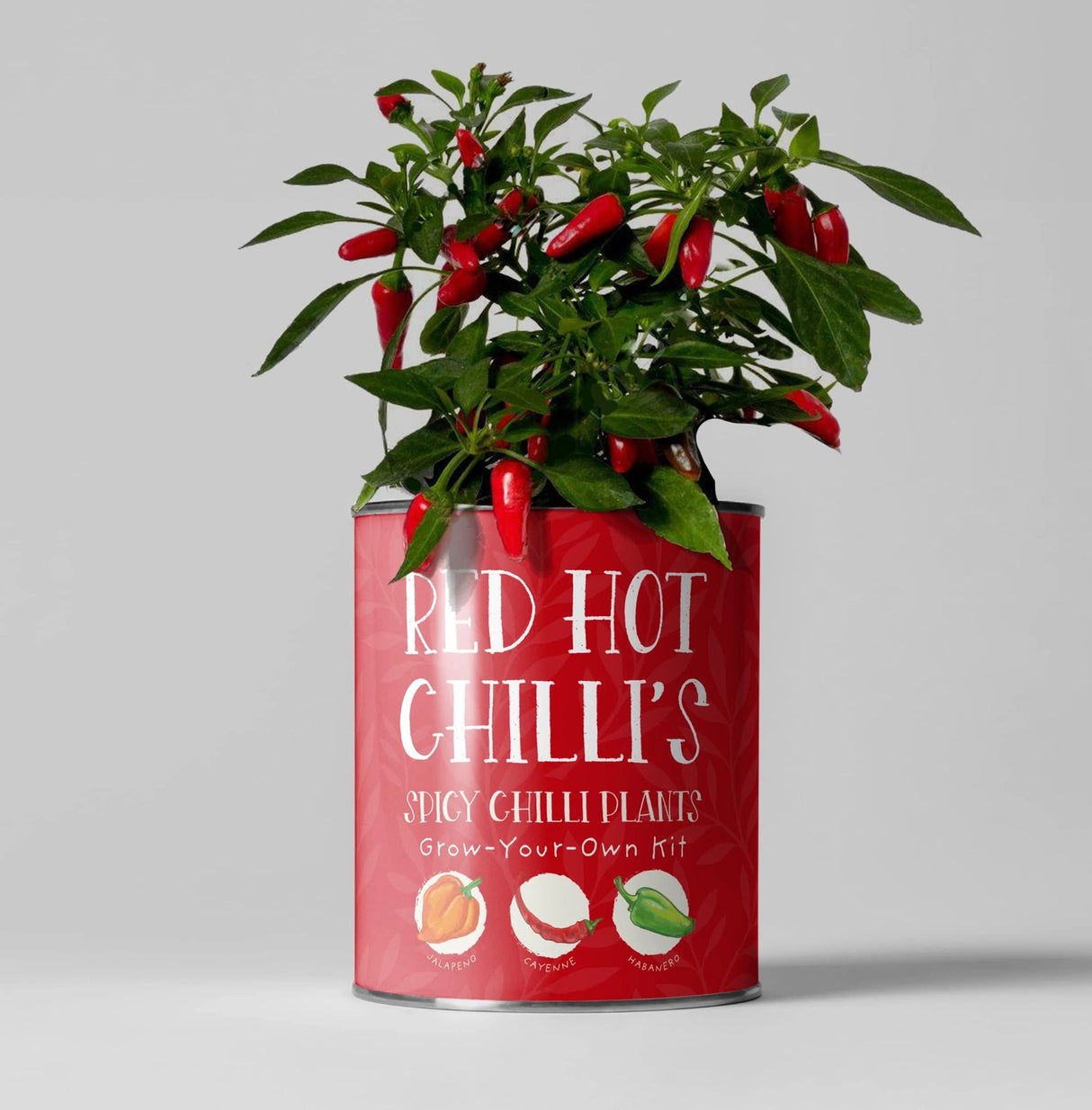 Grow a Chilli Plant Kit