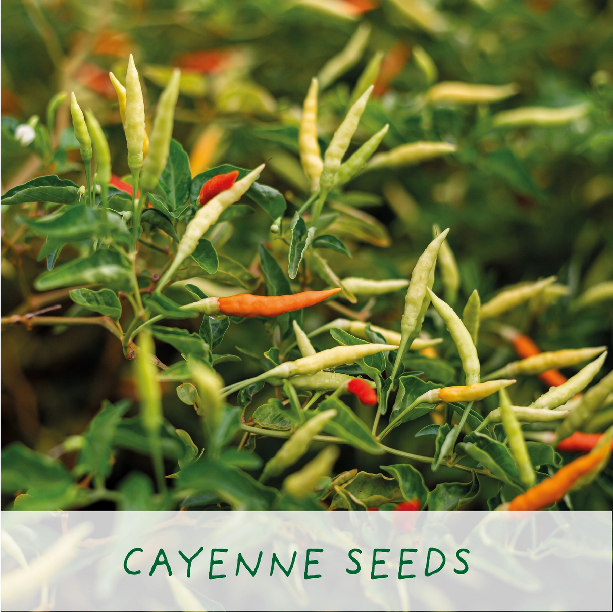 Grow a Chilli Plant Kit