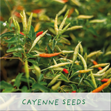 Grow a Chilli Plant Kit