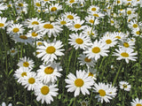 Wildflower Seedball tube - Forget-me-not