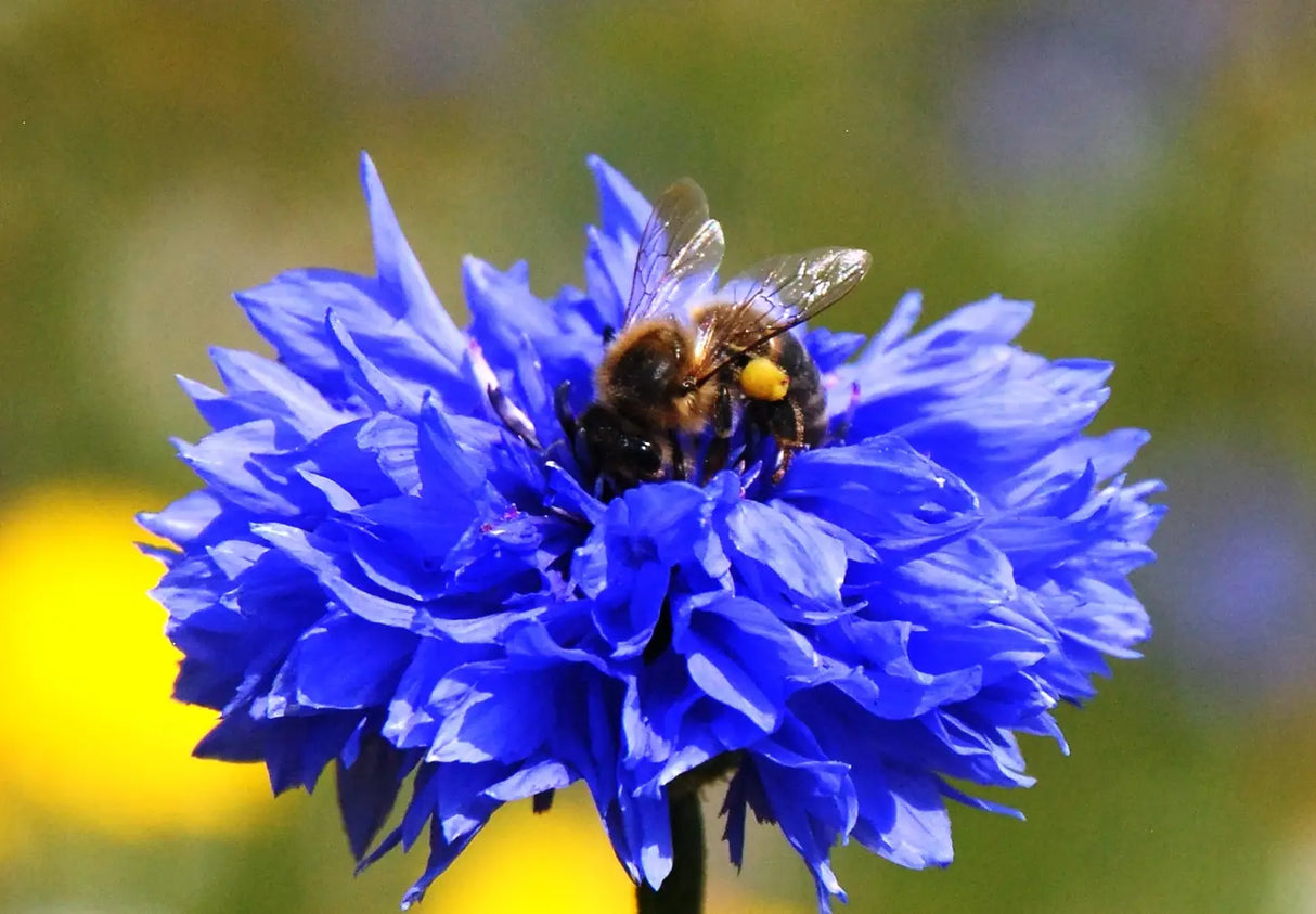 Wildflower Seedball tube - Cornflower