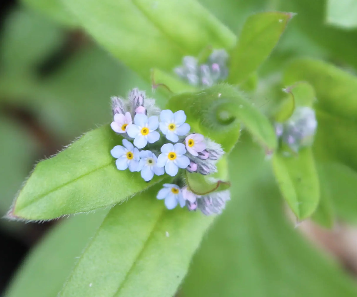 Wildflower Seedball tube - Cornflower