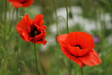 Wildflower Seedball tube - Poppy