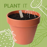 Wild Meadow Seedsticks