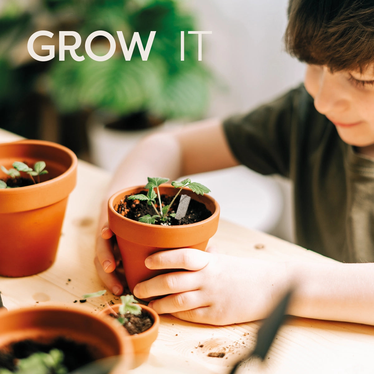 Wild Meadow Seedsticks