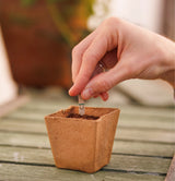 Veggie Patch Grow Pot - Carrot