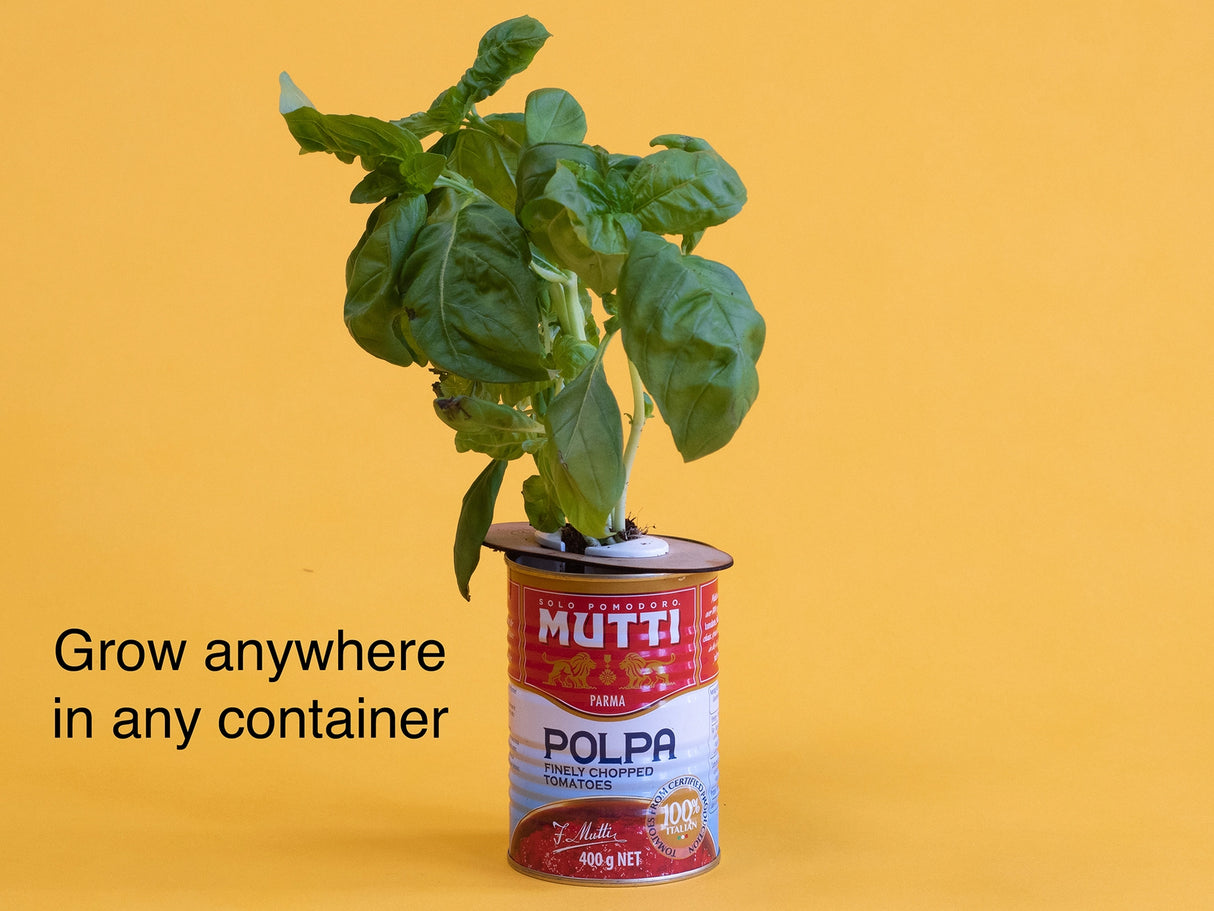 Bottle Garden - Indoor Growing Kit