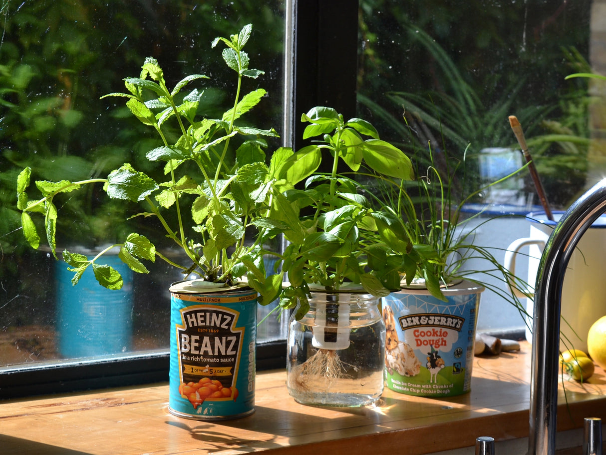 Bottle Garden - Indoor Growing Kit