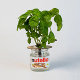 Bottle Garden - Indoor Growing Kit