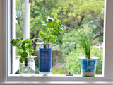 Bottle Garden - Indoor Growing Kit