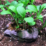 Bee Seedbom